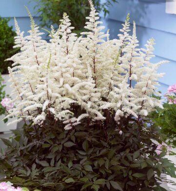 Astilbe 'Moccachino'  (pieejams no jūnija)